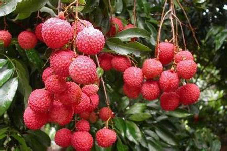 Litchi 2